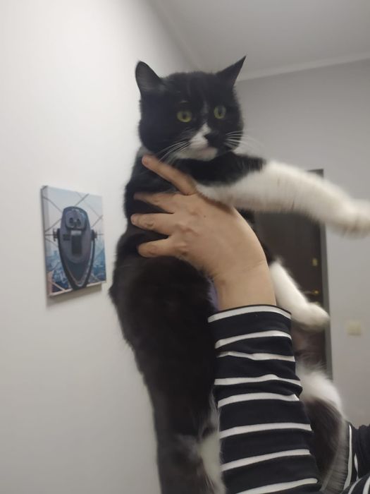 Молоденькая кошечка в добрые ручки