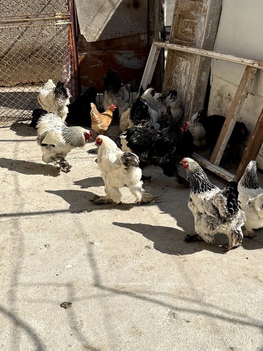 Брамо Тухумлари сотилади Тоза парода