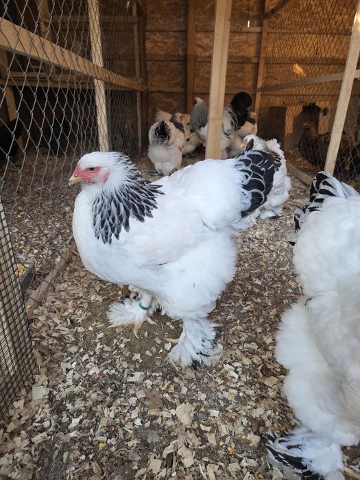 Oua incubat Brahma Hd, Wyandotte gsg