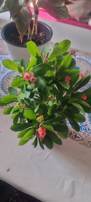 Продам цветы комнатные