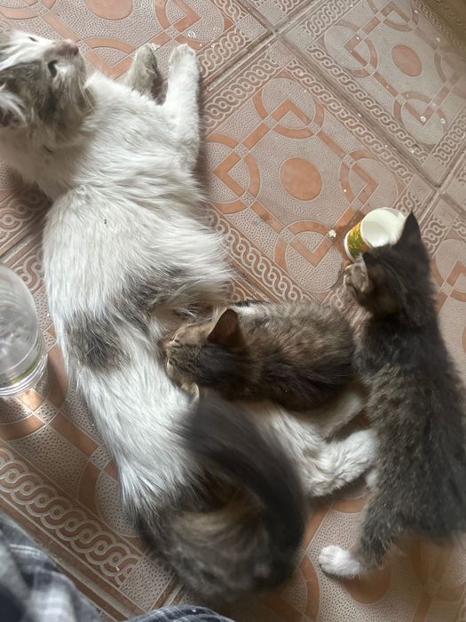 Кошка родила в подъезде, отдам даром котят