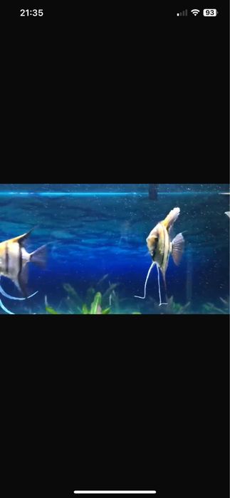 Продам скалярии манакапуру подростки.