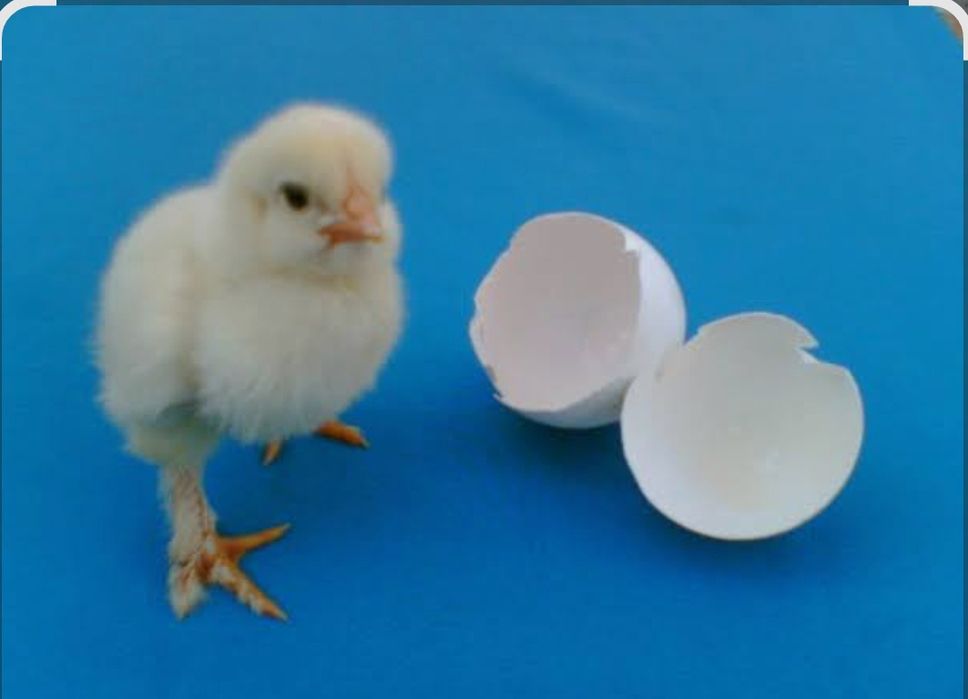 Inkubator hizmati sifatli joʻja oʻchirib beramiza