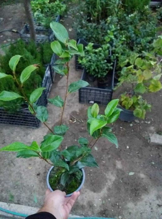 Камелия (Camellia japonica)