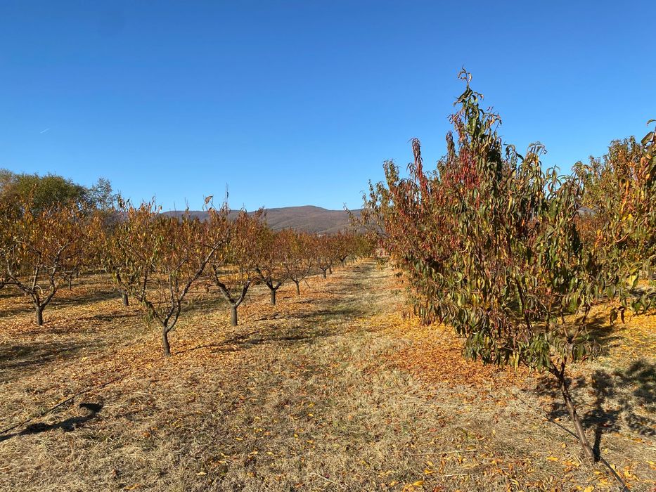 Овощна прасковена градина
