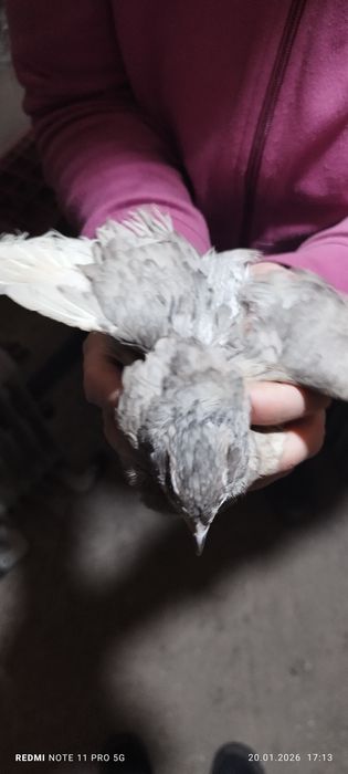 Prepelite vasluiene