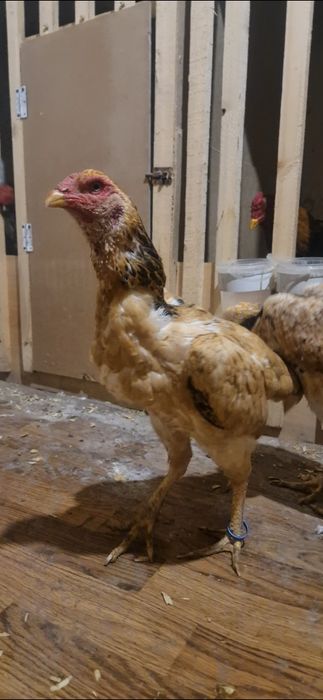 Дакан шамо курочка 100 (лимон)