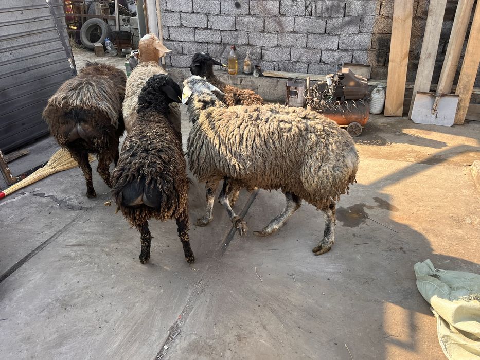 Бык бұқа буқа қошқар тоқты еркек