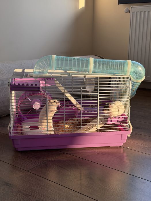 Животные хамйак.