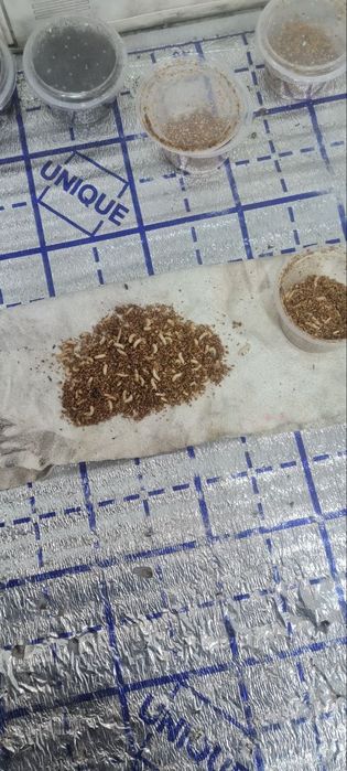 Маринка ишкибозлари,Сазан ишкибозлари