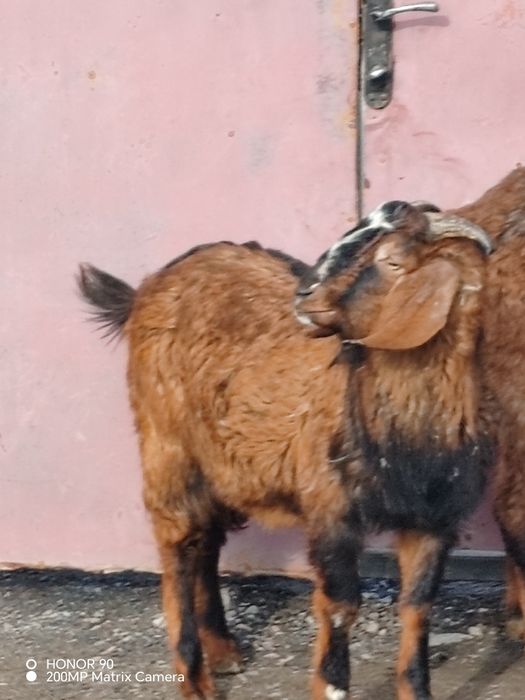 Нубийский козлик