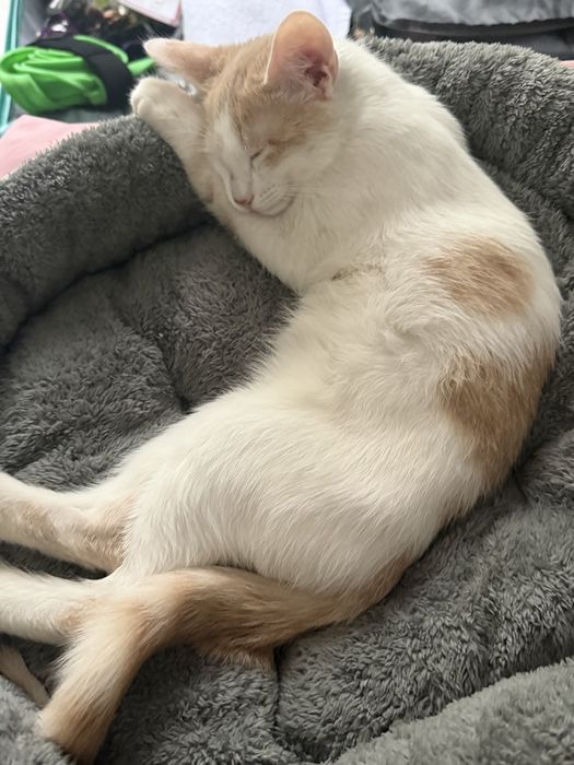 Кошка Котята Шотландка