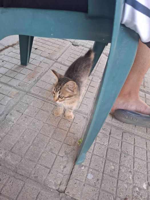 Подарявам котета