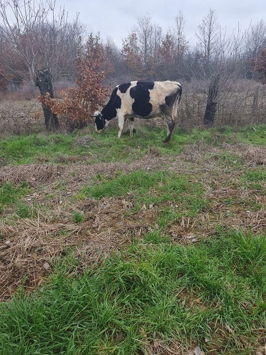 Vacă holstein de vinzare