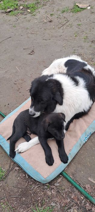 Каракачанка/ лабрадор