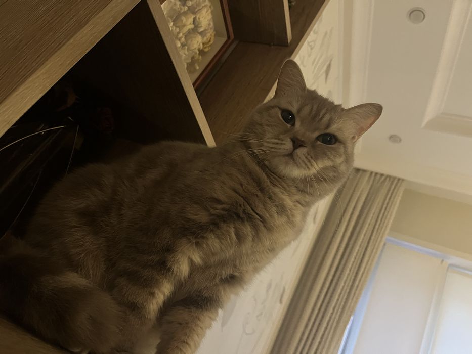 Отдам  милую кошечку в добрые руки