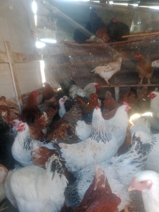 Куры продам молодой
