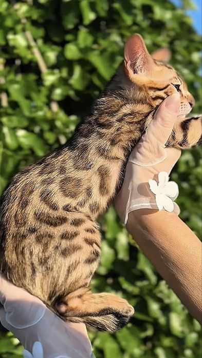 Бенгалско котенце – Brown Rosetted