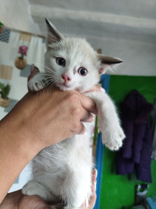 Отдам котят в хорошие руки