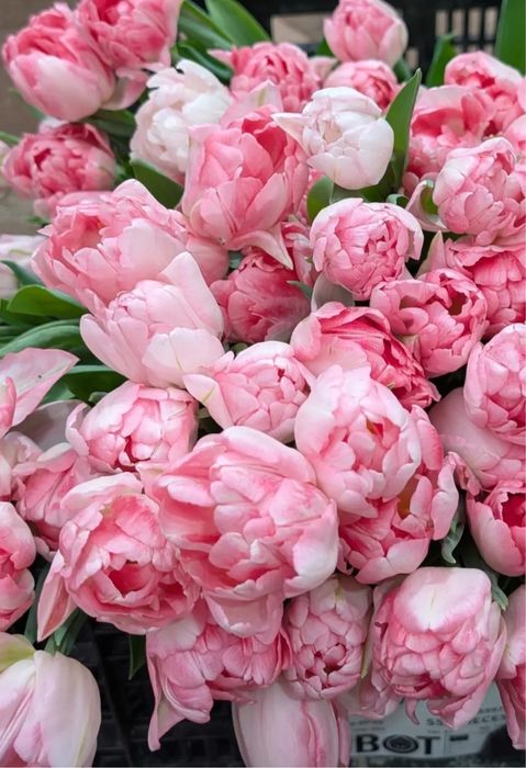 Тюльпаны пионовидные