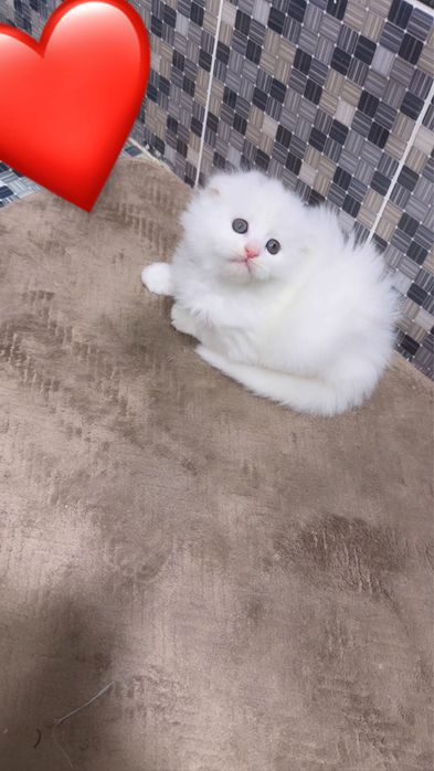 Хайлент сотилади жудаям чиройли