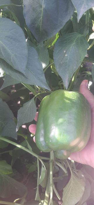 Продам сладкий перец