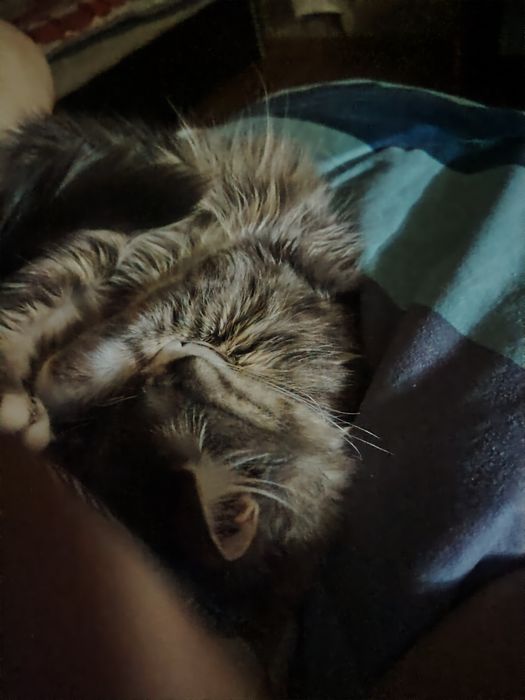 Отдам котов даром