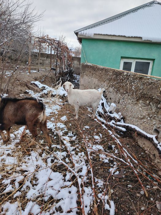 Продам русскую казу