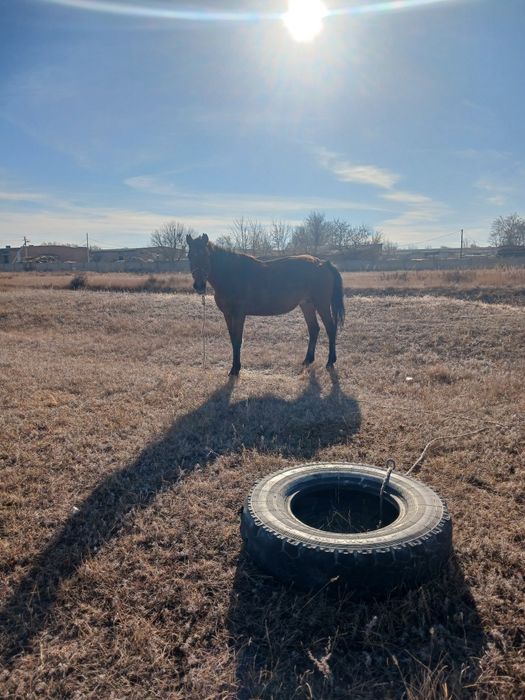 Продам обученную кобылу.