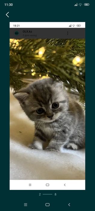 Страйт 1 месяц3 недели  .  Приученны.