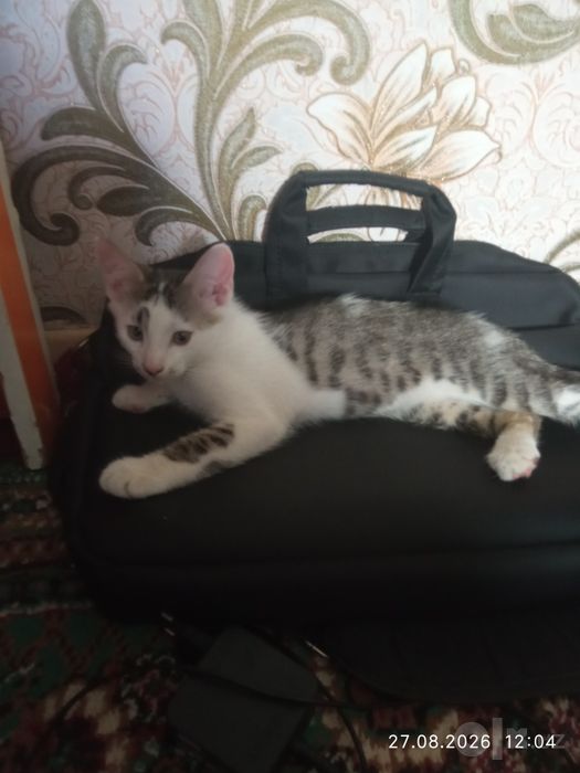 Котята бесплатно