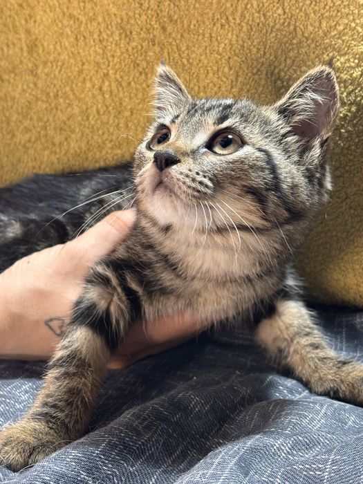 Котенок в хорошие руки!