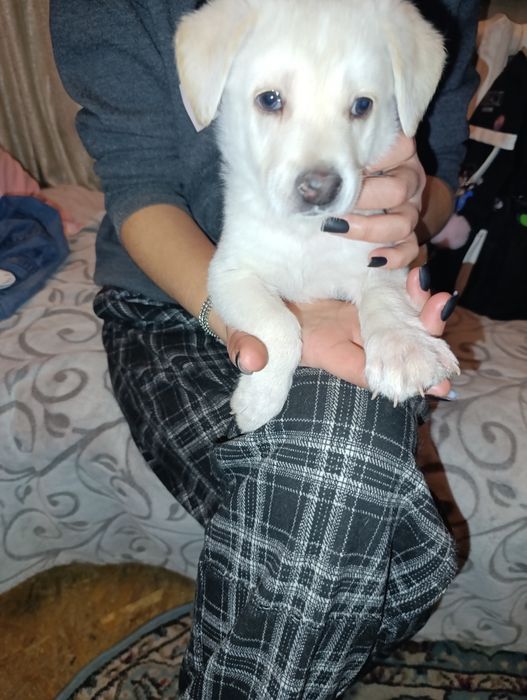 Ищем семью для щенка