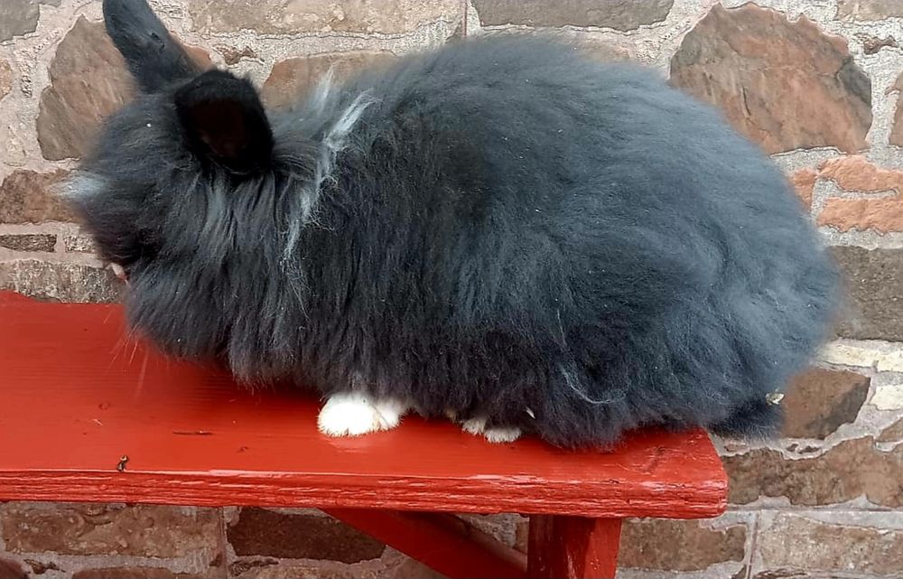 Iepurași angora german