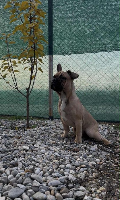 Bulldog Francez Masculi