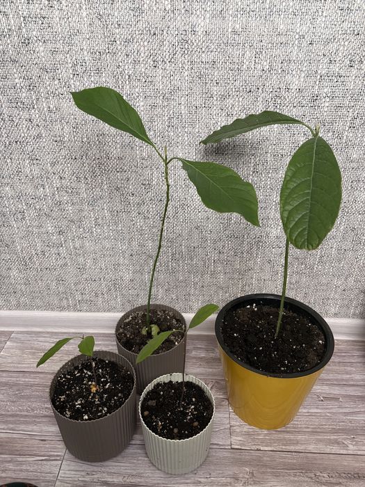 Продаю Дерево авокадо