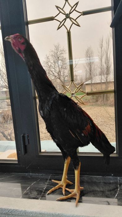 Kulangi xuroz sotiladi