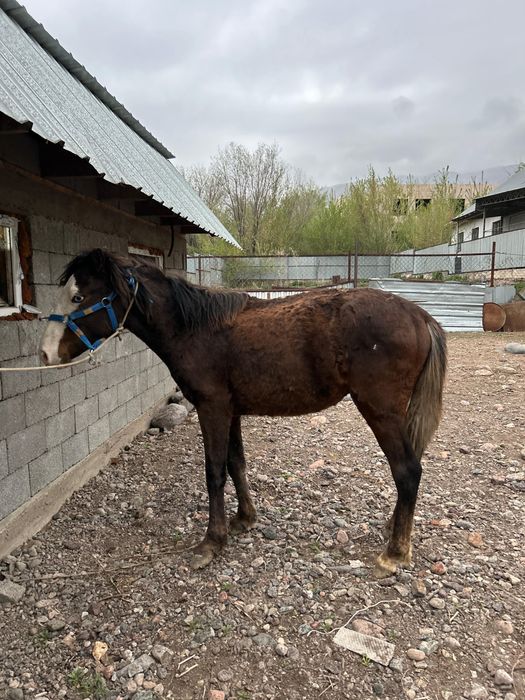 Продам жеребца