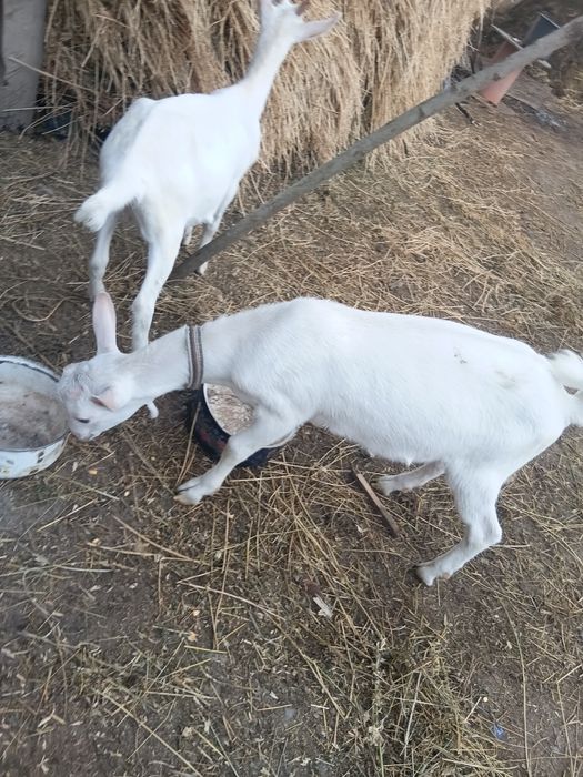 Vând tap șaten ciut