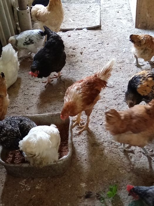 Продам молодых курей и петушков