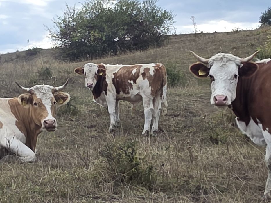 Vand vitei cu greutate de 250 si 350 de kg