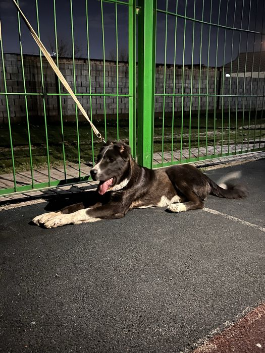 Еркек кушик алабай