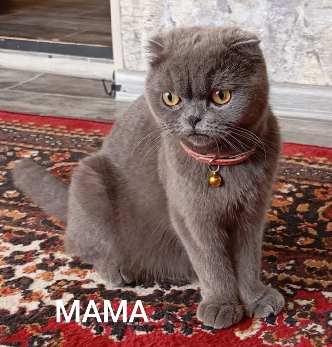 Продам Щенков 2 мальчик 1 девочка