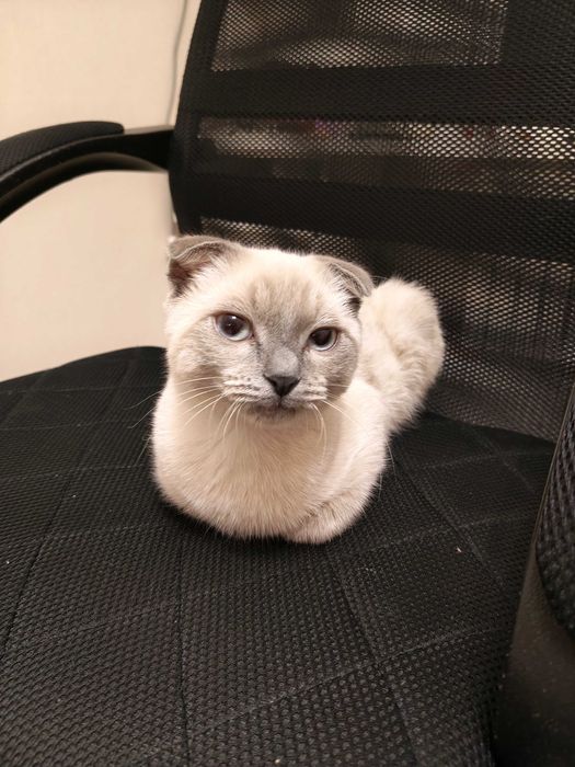 Кот 6 месяцев. Метис