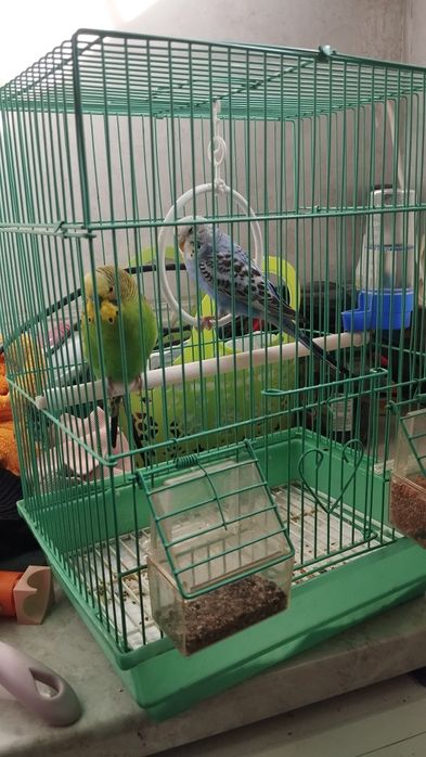 Пара попугаев. Молодые