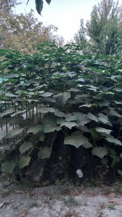 Павлония дарахт кучатлари сотувда