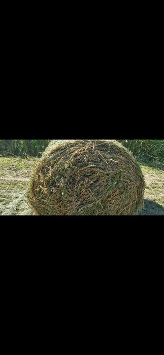 Vând baloț lucerna, fân, paie