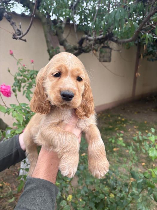 Cocker Spaniel baiat