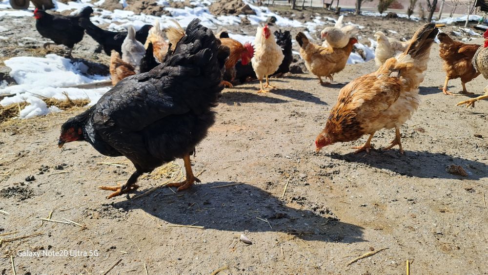 Куры разных породы