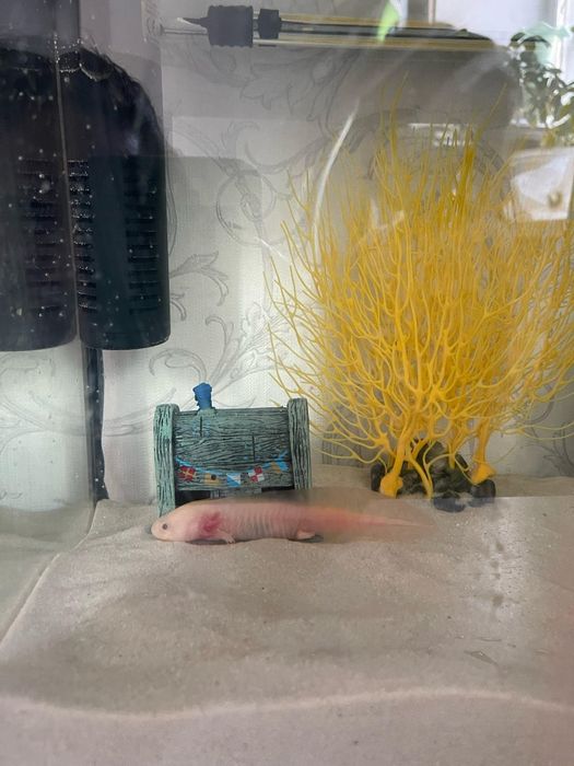 Продам рыбу аксолотль с аквариумом